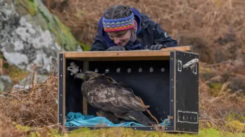 Phil Wilkinson A golden eagle in a box about to be released into the wild - a woman with a colourful woolly headband leans over the box