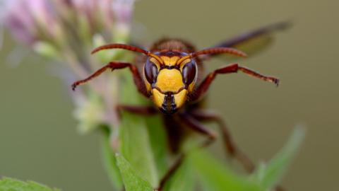 Stock photo of a European hornet