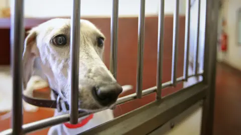 PA Media A lurcher with light grey fur rests its thin snout on the metal bars of a kennel.