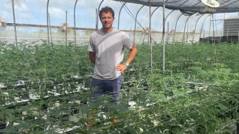 Gemma Handy, el productor de cannabis Michaels Tracey, se encuentra alrededor del cultivo en su granja en Antigua.