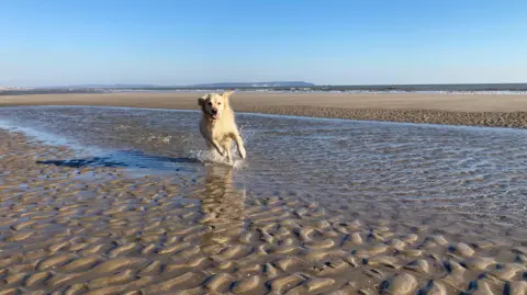 Rainbow Watcher A white dog gallops towards the camera across wet sands.