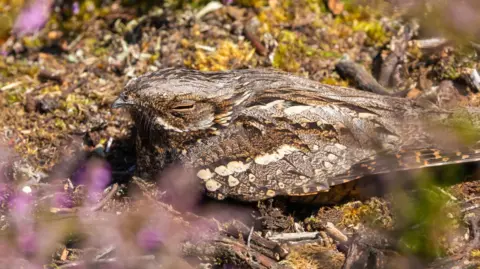Getty Images A Eurasian nightjar appears through purple and green foliage, roosting on the ground covered in moss, twigs and branches.