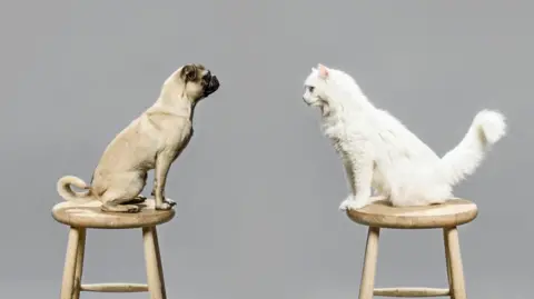 Studio shot of cat and dog looking at each other. 