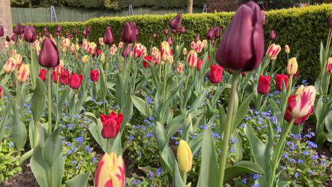 Tulips at Burnby Hall Gardens