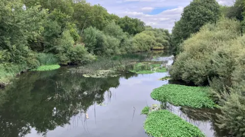 The River Lea with trees on either side of the bank.