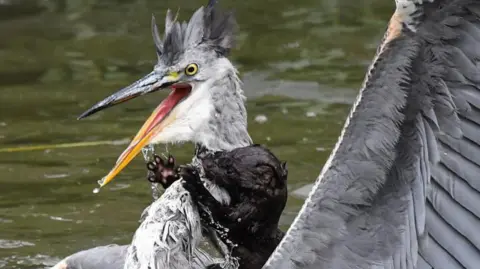 Phil Burt A mink biting the neck of a heron as the bird extends its left wing above the water