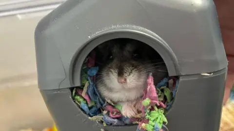 RSPCA Derby Mr Pickles poking his head out of a grey plastic container 