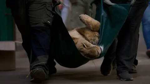 The Big Cat Sanctuary Yuna being carried in a blanket after being sedated.