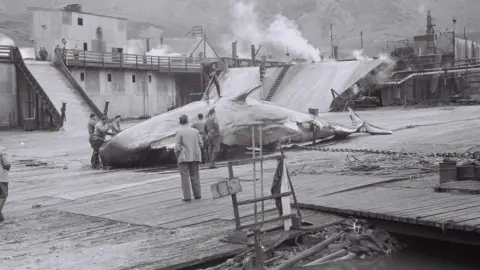 South Georgia Museum A black and white photo of a whale at a processing area in South Georgia. Several people are standing round it. A man on the far left is inserting something into the whale.
