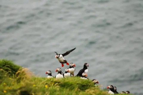 Tavas Bharadwaj Puffins on a cliff edge