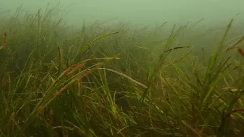 Underwater view of a seagrass meadow, with long green blades stretching across the seabed in hazy coastal waters.
