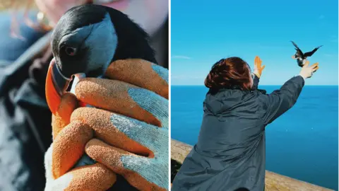 Ellen Leach Composite image showing a close up of the puffin and another shot of it being released by a woman with dark hair.