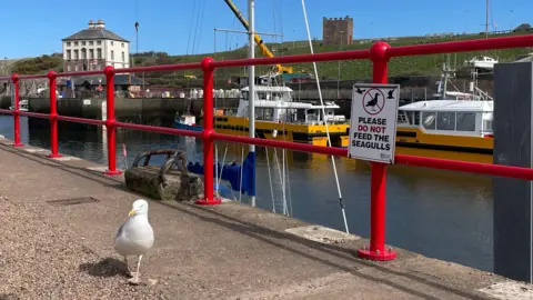 BMR A gull walks along the quayside in Eyemouth with a sign reading Please Do Not Feed the Seagulls behind it