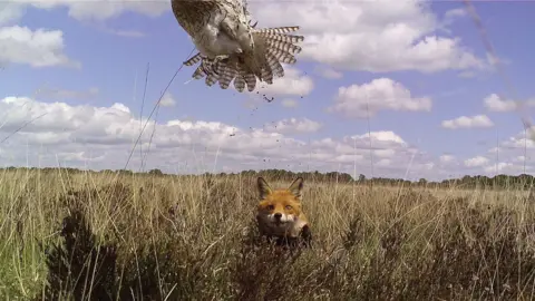 Elli Rivers A fox, in the middle of the picture and standing in shrubbery, hunting a curlew, which can be seen trying to fly away from the fox. 