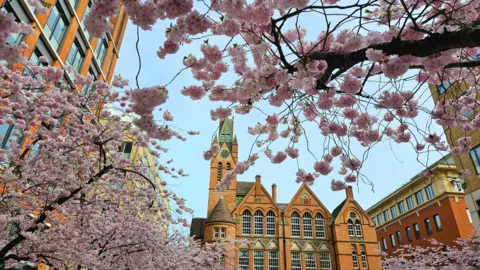 BBC Weather Watchers/Perfect Storm Pink blossom can be seen in Birmingham's Oozells Square with grand red-brick buildings behind 