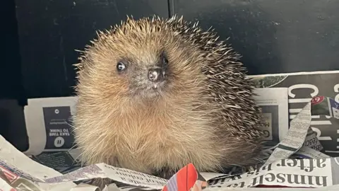 A hedgehog looking towards the camera. It is sitting on a pile of shredded newspapers.