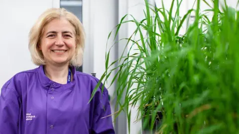 A scientist in a purple lab coat stands in a small laboratory, she is holding a plant and there are more plants on steel shelving.  There are fans blowing air onto the plants to simulate wind. 