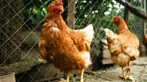 Getty Images Two hens are standing in a yard with a fence behind them.