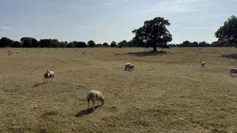 Julie Egglestone A parched area of pasture with yellowy brown grass and several sheep grazing on a hot day with blue skies.