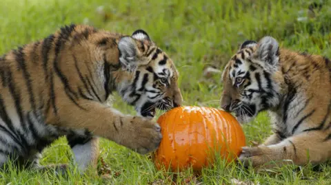 Longleat Two tiger cubs from the side with a pumpkin in between them, both trying to bite and play with it