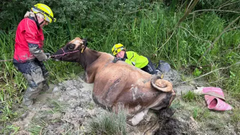 Two people from Kent Fire and Rescue Service are conducting a rescue operation of a cow that is stuck in mud.