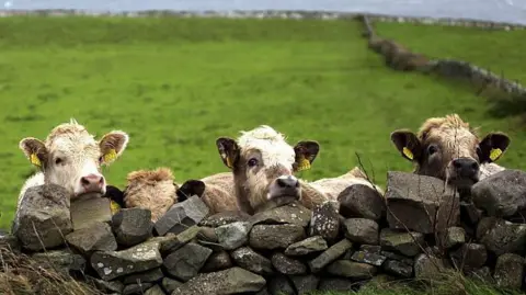 Getty Images Four cows popping their heads over a stone wall of a field. They are white and brown, and the field behind them is green.