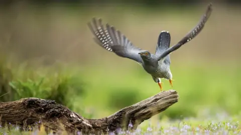 Getty Images A cuckoo taking off from a log.
