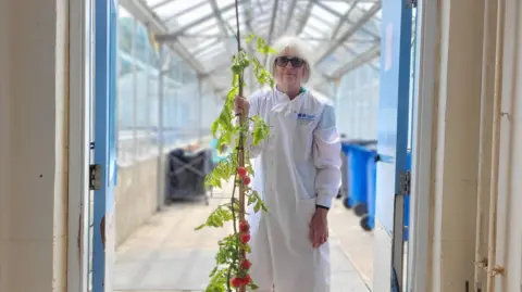 John Innes Centre A woman wearing glasses and in a white lab coat holds a tomato plant inside a glasshouse.
