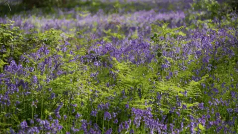 Shaun Whitmore/BBC A field of bluebells with sunlight coming through.