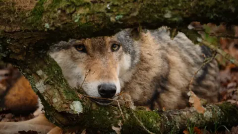 Tom Anders/Longleat A close up of a fox, low to the ground and peering through a low branch covered in lichen