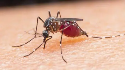 University of Glasgow An extreme close-up of a mosquito on a human's skin - it is brown, with white bands on its legs, it is bent over, its proboscis reaching into the skin, and its bosy is a purple-red shade.