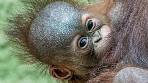 Close up image of the baby orangutan in its mother's arms