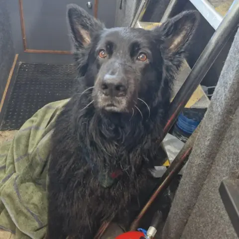 Jimmy Reid Bruce the Alsatian on the Serenity after being rescued. He is a black Alsatian and has been draped in towels to keep him warm.