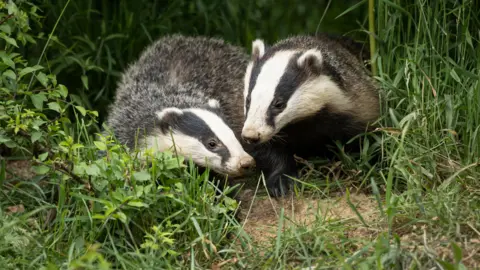 Two badgers walking around in the grass. One appears to be sniffing the other one. 