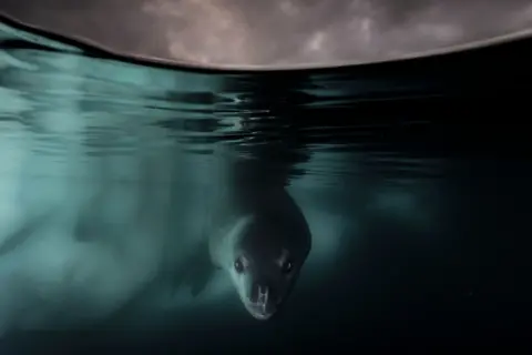 Matthew Smith A leopard seal under the Antarctic ice