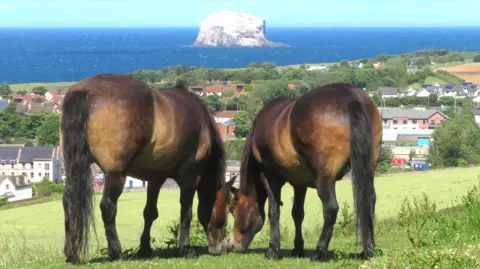 Sylvia Beaumont Two ponies grazing on a hillside overlooking the coast.