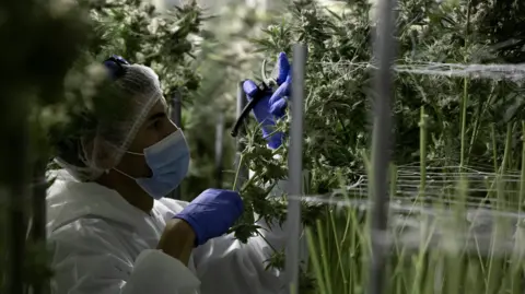 MAMEDICA Lab worker harvests cannabis plant