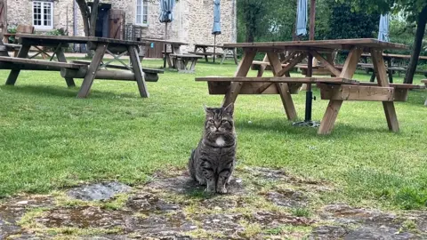 Horatio the tabby standing by a seating area at Kelmscott Manor. It is cloudy.