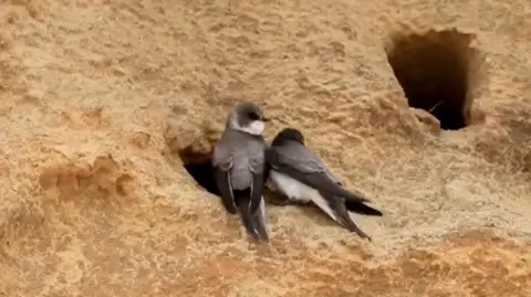 Two sand martins perch at the entrance to a hole on the side of a sandy cliff