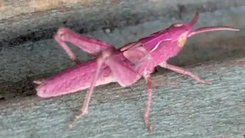 Natasha Welch A pink grasshopper is sitting on wood.