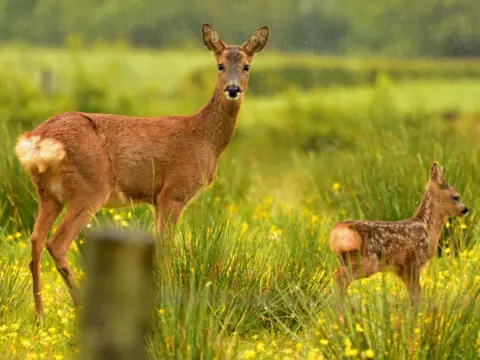 Martin McKerrell A deer and a fawn in a field of tall grass. The deer looks towards the camera and the fawn looks away.