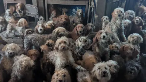 RSPCA A number of different poodle-cross dogs, all with shaggy coats in various shades of grey, white and tan, are crowded into one living space inside a property. One dog is howling, and another is sitting in a wood burner
