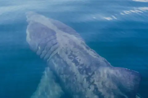 ARON SAPSFORD A basking shark which is swimming in a blue sea.