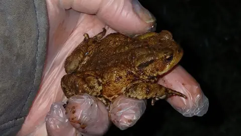Andy Smart A hand wearing a plastic glove holding a toad.