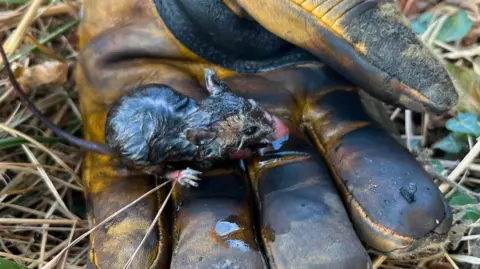 A blackened field mouse resting on a firefighter's gloved left hand, beneath which is yellowed grass and ivy.