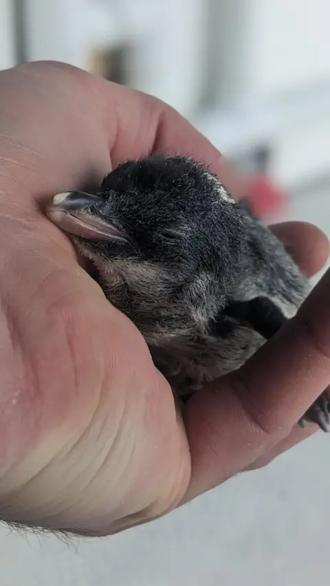 The Deep A tiny penguin chick lays down in a man's hand