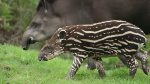 Longleat Jessie with a stripy young tapir, her son Gomez