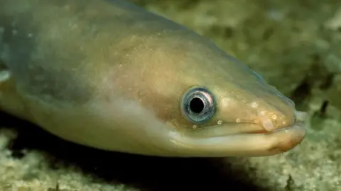 Getty Images European eel