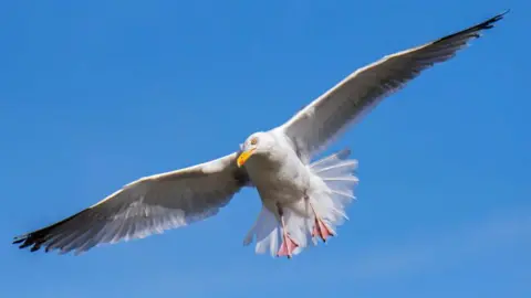 Getty Images A herring gull with its wings spread in flight against a blue sky