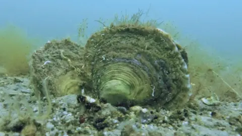 Two European flat oysters on a sandy seabed.